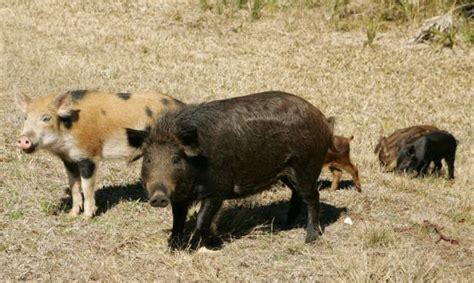 quality hogs in indianapolis